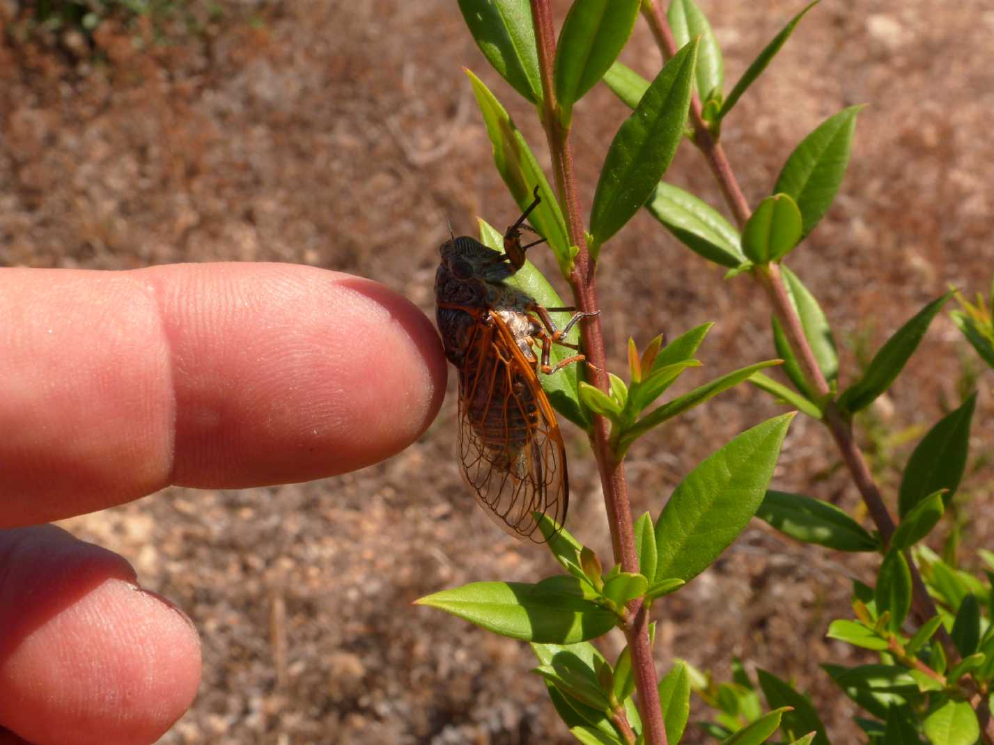 Piccola Tibicina sp.  che canta (video con audio)